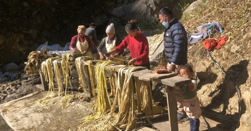 नेपालको कागज झाडी: जापानका नयाँ येन नोटको गोप्य स्रोत